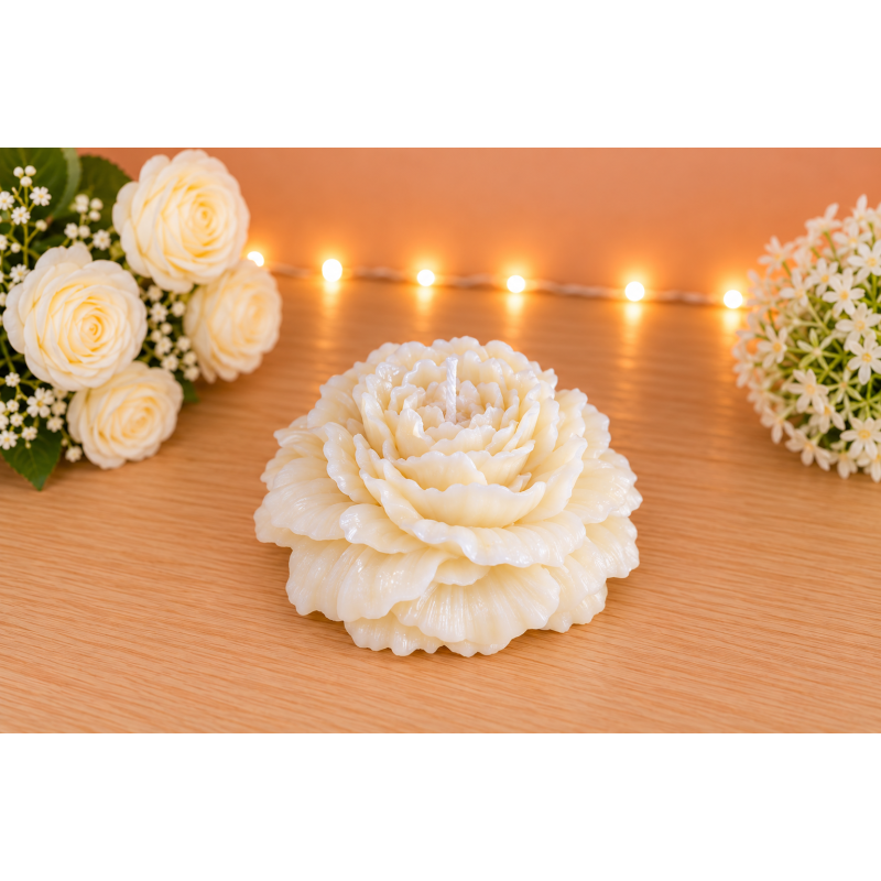 Pivoine Blanche