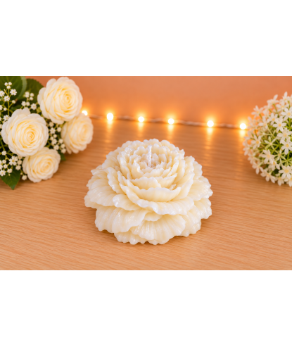 Pivoine Blanche